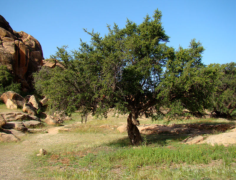 Questa immagine ha l'attributo alt vuoto; il nome del file è 800px-argan_tree_near_tafraoute.jpg