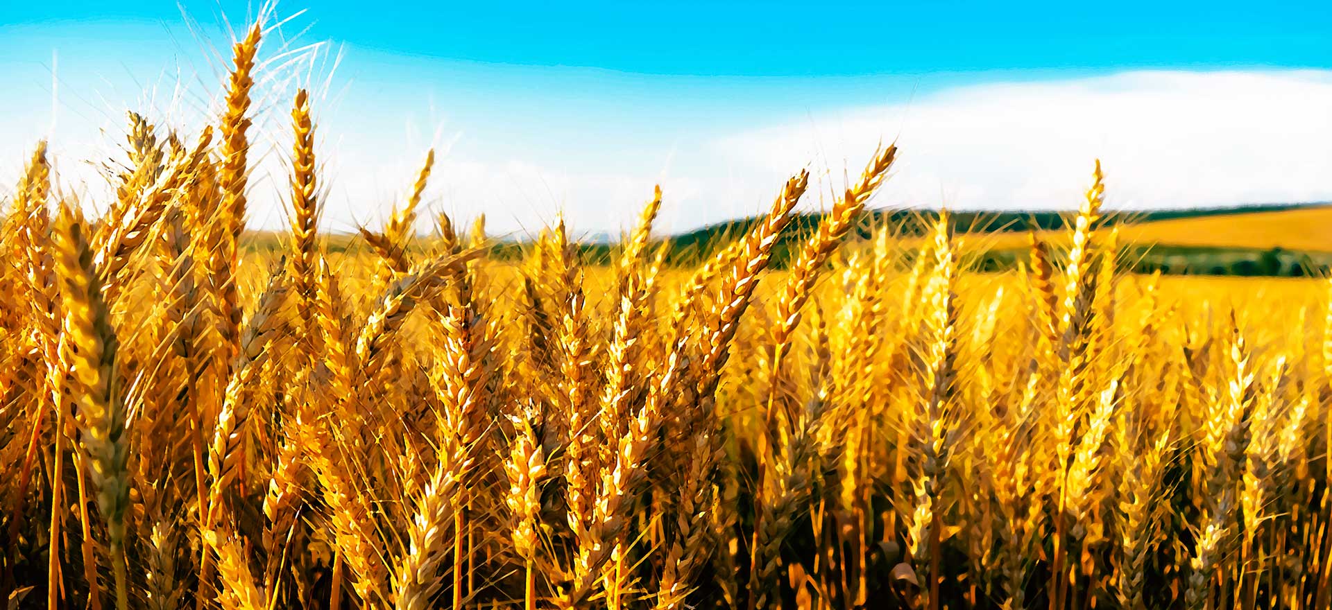 CAMPO-DI-GRANO-QUALITAbig