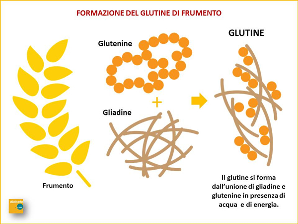 Glutine (6)