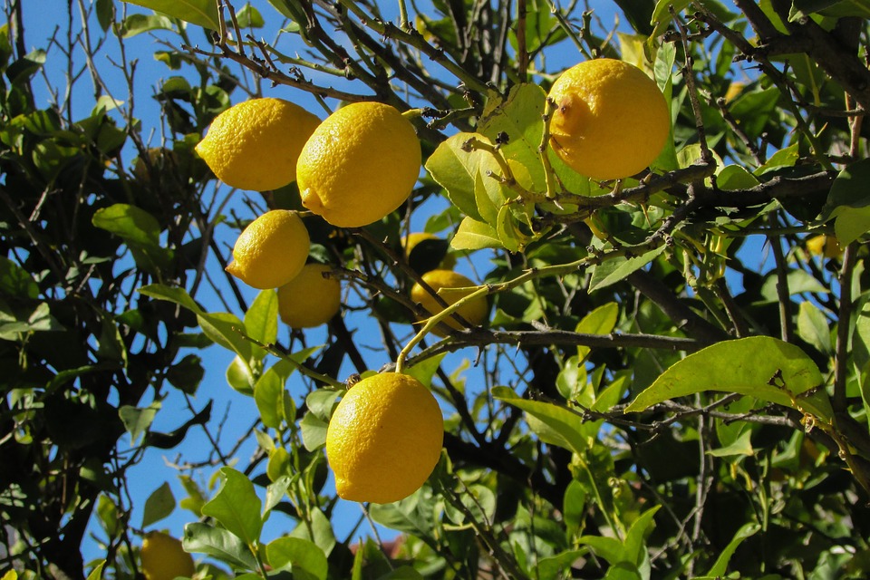 lemon-tree-1878505_960_720
