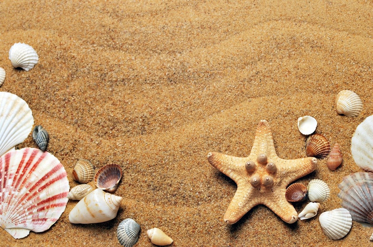 seashells-1337565_1280